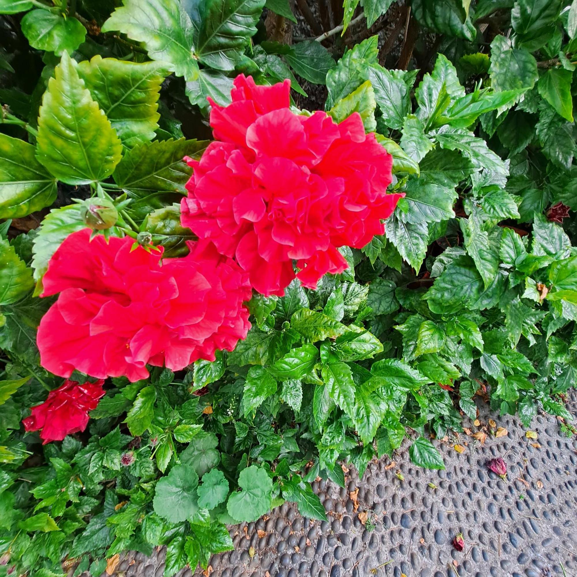 Chale Funchal - City View エクステリア 写真